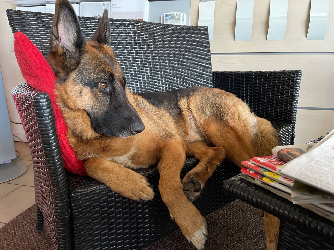 Mex Wachhund